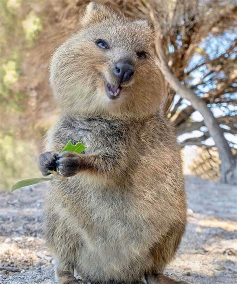 what is a group of quokkas called  Rottnest Island authorities will slap a $300 fine on anyone caught touching a Quokka